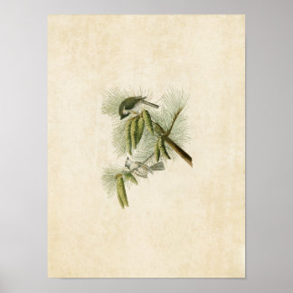 Póster Placa 39 | Rato-de-cabeça | Aves da América