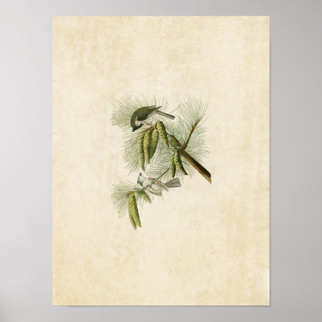 Póster Placa 39 | Rato-de-cabeça | Aves da América (Frente)