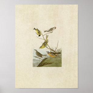 Póster Placa 400 Siskin, Redpoll, Tanager & Finch