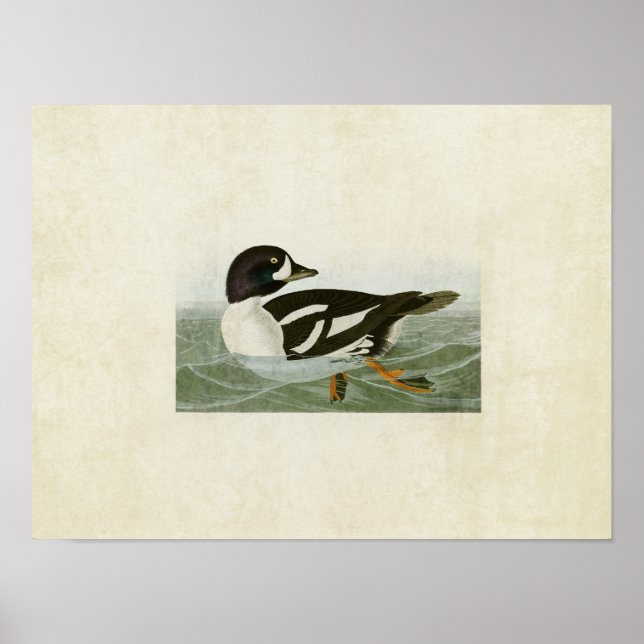 Póster Placa 403 | Pato Ouro | Aves da América (Frente)