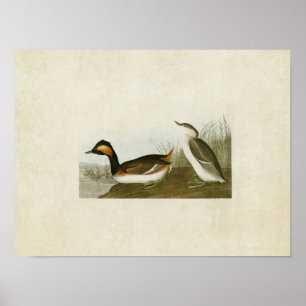 Póster Placa 404   Eared Grebe   Aves da América