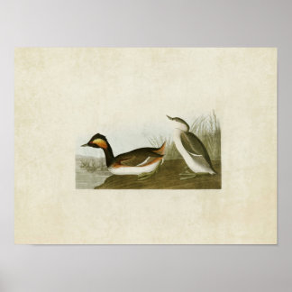 Póster Placa 404 | Eared Grebe | Aves da América
