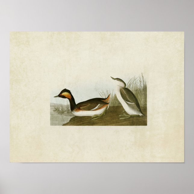 Póster Placa 404 | Eared Grebe | Aves da América (Frente)
