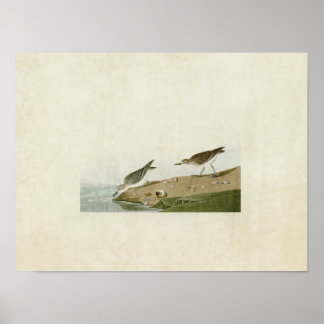 Poster Placa 405 | Sandpiper semipalmado