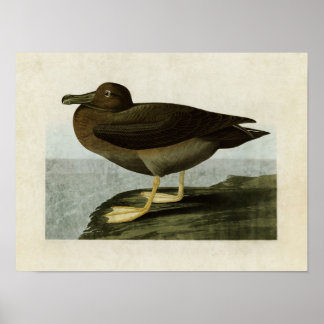 Póster Placa 407 | Albatros Dusky | Aves da América