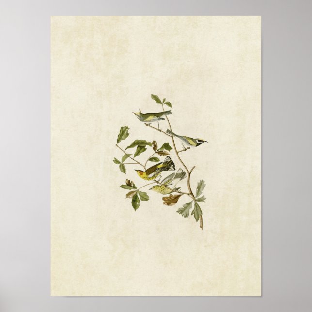Poster Placa 414 | Ouro-Winged e cabo-maio-Warblers (Frente)