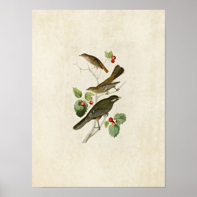 Póster Placa 419 | Thrush, Townsend e Jay (Frente)