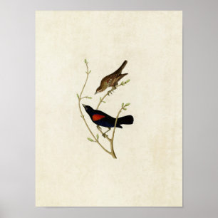 Póster Placa 420   Prairie Starling   Aves da América