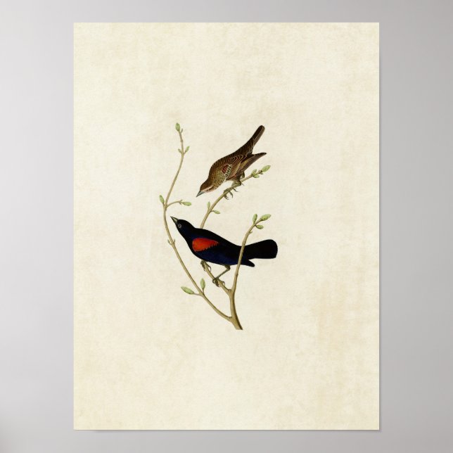 Póster Placa 420 | Prairie Starling | Aves da América (Frente)