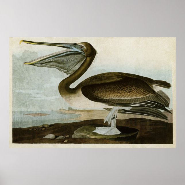 Póster Placa 421 | Pelicano castanho | Aves da América (Frente)