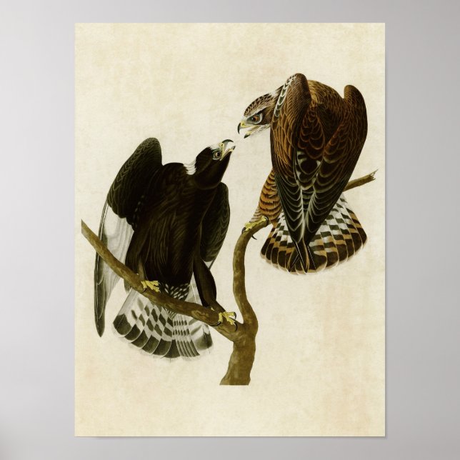 Póster Placa 422 | Falcão de Perna Bruta | Aves da Améric (Frente)