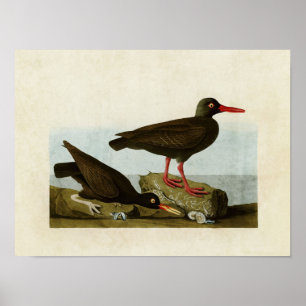 Poster Placa 427 Oistercatchers Associados