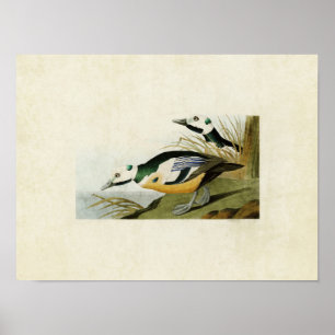 Póster Placa 429   Pato Ocidental   Aves da América