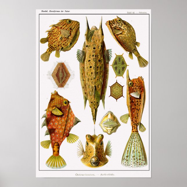 Poster Placa 42. Ostraciontes. (Frente)