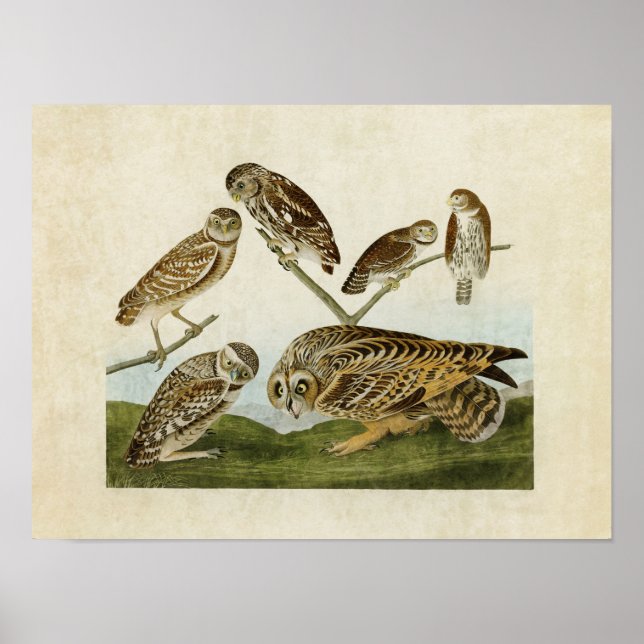 Poster Placa 432 | Corujas Cortadas | Aves da América (Frente)