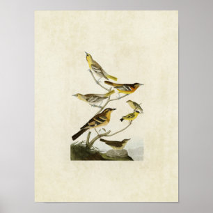 Póster Placa 433 Orioles, Goldfinch e Thrushes