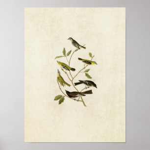 Poster Placa 434 Incêndios, Warbler, Vireo e Pewee