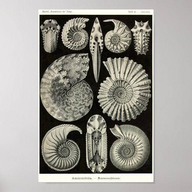 Poster Placa 44. Ammonitida. (Frente)