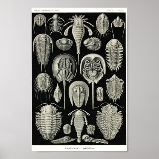 Poster Placa 47. Aspidonia.