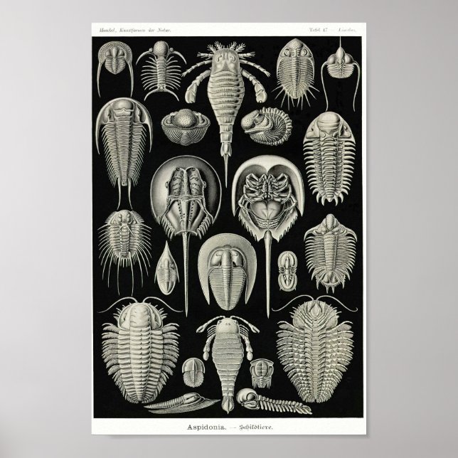 Poster Placa 47. Aspidonia. (Frente)