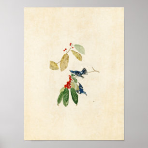 Póster Placa 48 Azure Warbler Aves da América