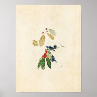 Póster Placa 48 | Azure Warbler | Aves da América