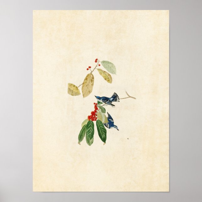 Póster Placa 48 | Azure Warbler | Aves da América (Frente)