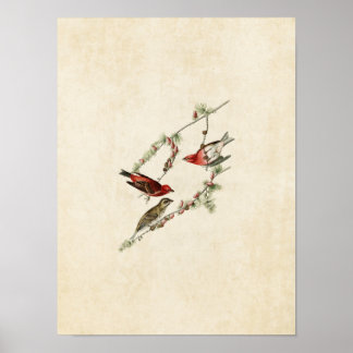 Póster Placa 4 | Finas roxas | Aves da América