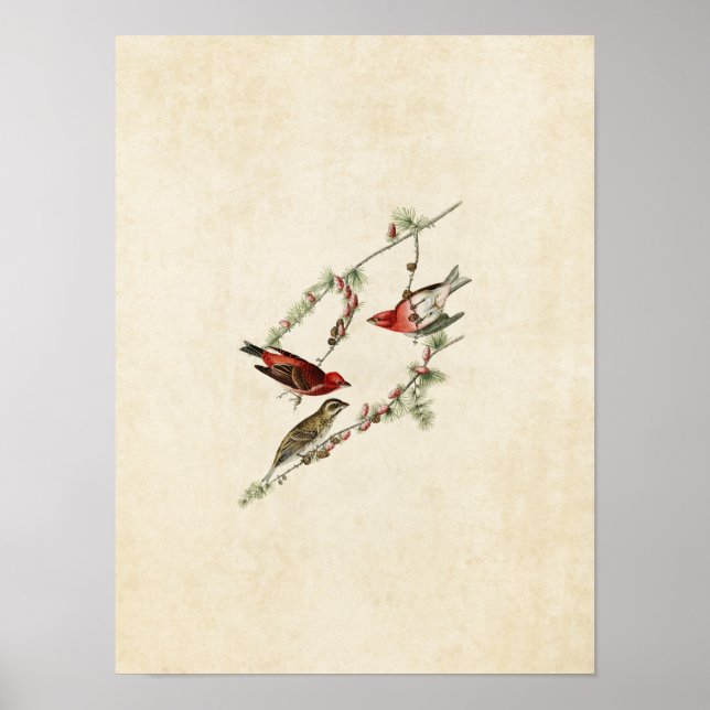 Póster Placa 4 | Finas roxas | Aves da América (Frente)