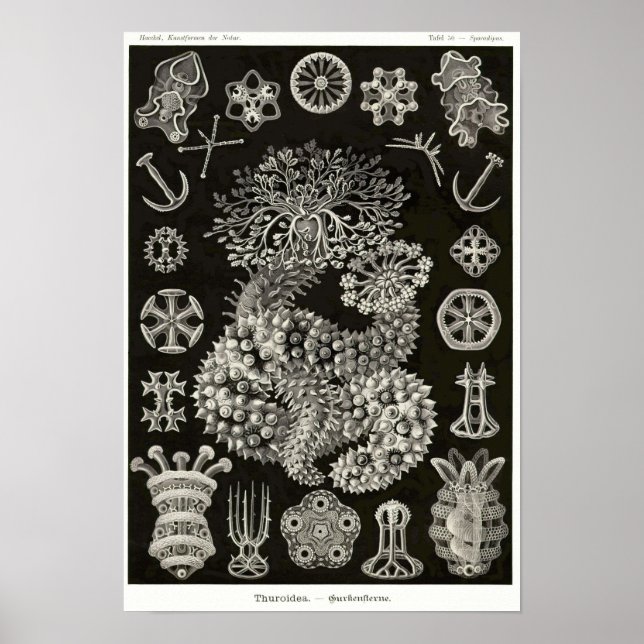 Poster Placa 50. Thuroidea. (Frente)