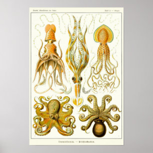 Poster Placa 54. Gamochonia.