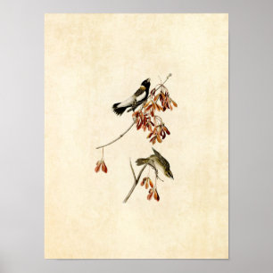 Póster Placa 54   Pássaro de Arroz   Aves da América