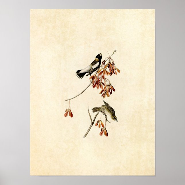 Póster Placa 54 | Pássaro de Arroz | Aves da América (Frente)