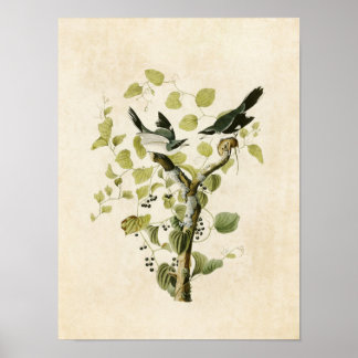 Póster Placa 57 | Loggerhead Shrike | Aves da América