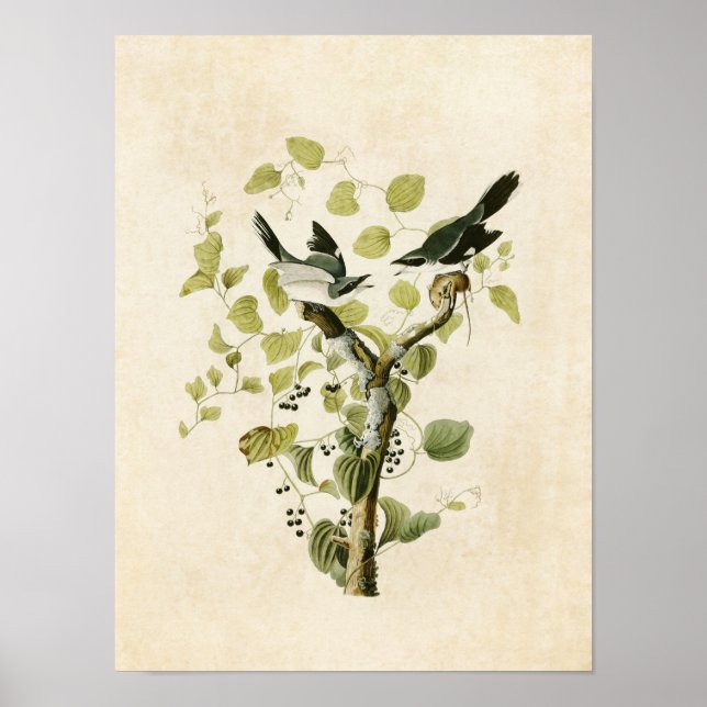 Póster Placa 57 | Loggerhead Shrike | Aves da América (Frente)