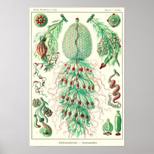 Poster Placa 59. Strobalia cupola.