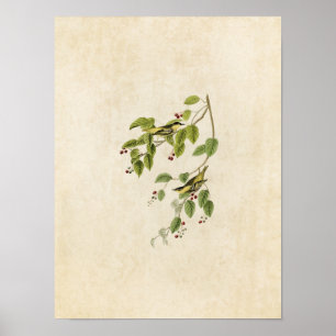 Póster Placa 60 Warbler carbonado Aves da América