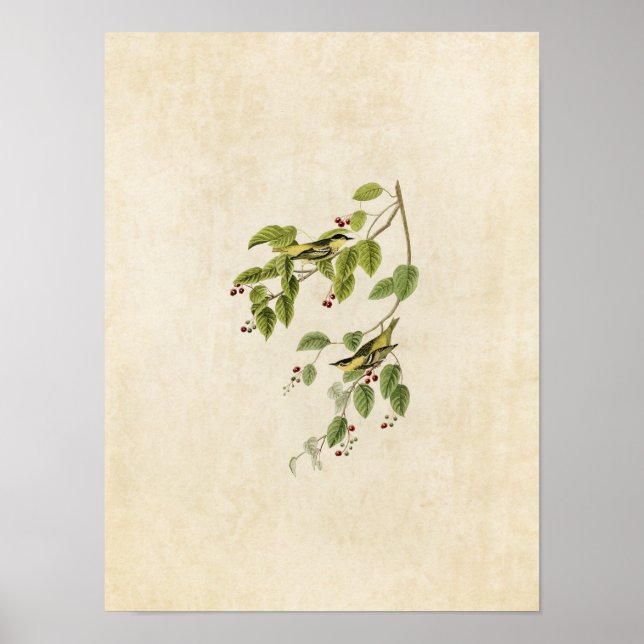 Póster Placa 60 | Warbler carbonado | Aves da América (Frente)