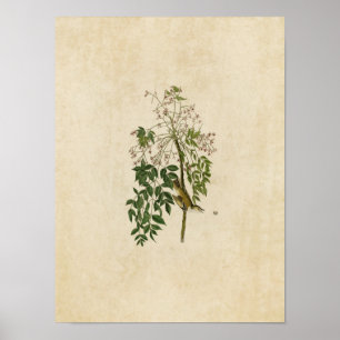 Póster Placa 63 Chamador de Olho Branco ou Vireo