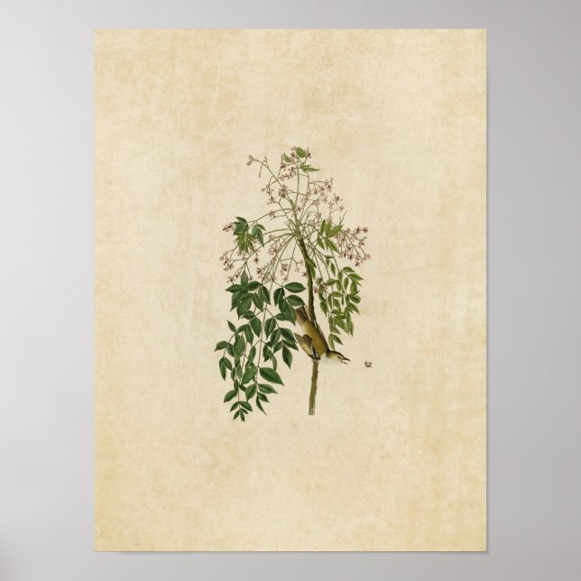 Póster Placa 63 | Chamador de Olho Branco ou Vireo (Frente)