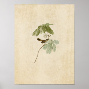 Poster Placa 64   Suportes para pântano   Aves da América