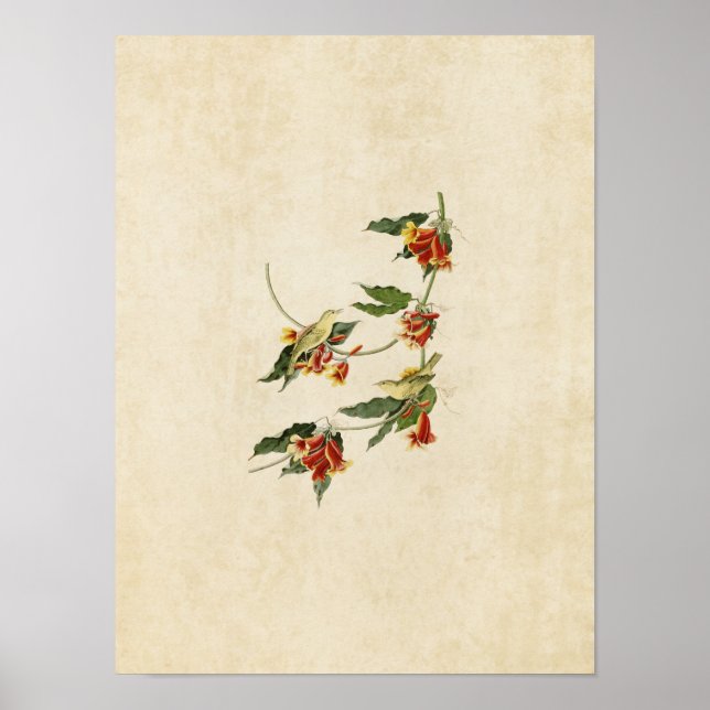 Póster Placa 65 | Warbler Rathbone | Aves da América (Frente)