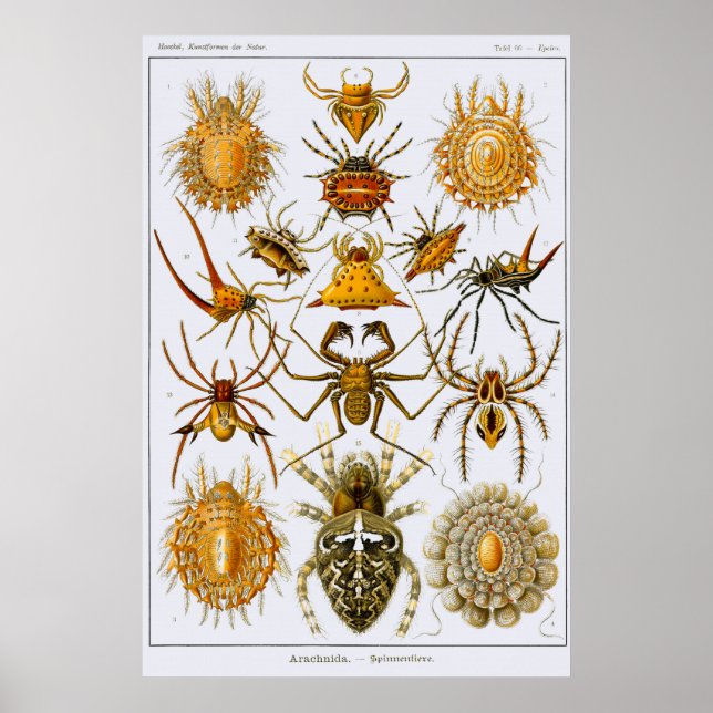Poster Placa 66. Arachnida. Aranhas (ordem Araneae) (Frente)