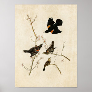 Póster Placa 67   Amarelo de asa vermelha ou Blackbird de