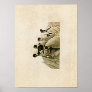 Póster Placa 68 Republicano ou Cliff Swallow