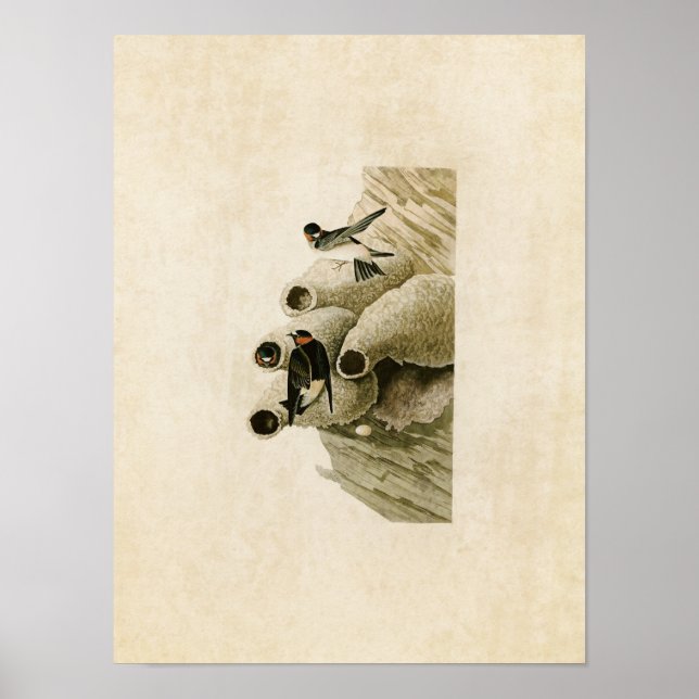 Póster Placa 68 | Republicano ou Cliff Swallow (Frente)