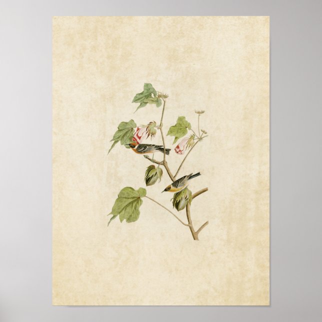 Póster Placa 69 | Warbler de baía | Aves da América (Frente)