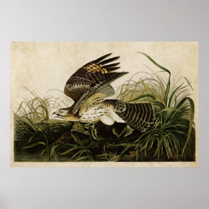 Póster Placa 71 Falcão de inverno Aves da América