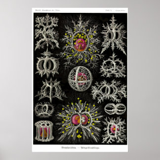 Poster Placa 71. Stephoidea