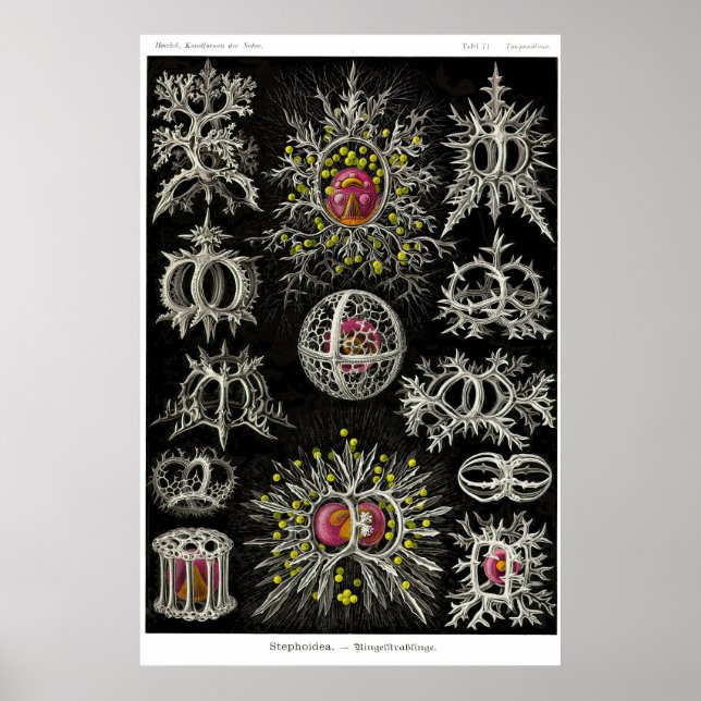 Poster Placa 71. Stephoidea (Frente)